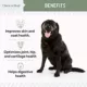 Product Chew + Heal 4-In-1 Support Multivitamin Supplement Soft Chews for Dogs