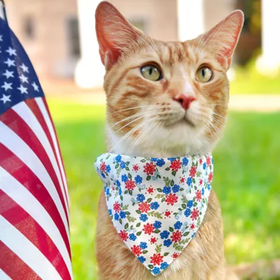 Product Made By Cleo® Home Sweet Home Cat Bandana