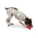 Product Merry & Bright Ho Ho Ho Tennis Ball Dog Toy