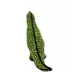 TUFFY® Dinosaur T-Rex Dog Toy image thumbnail 2