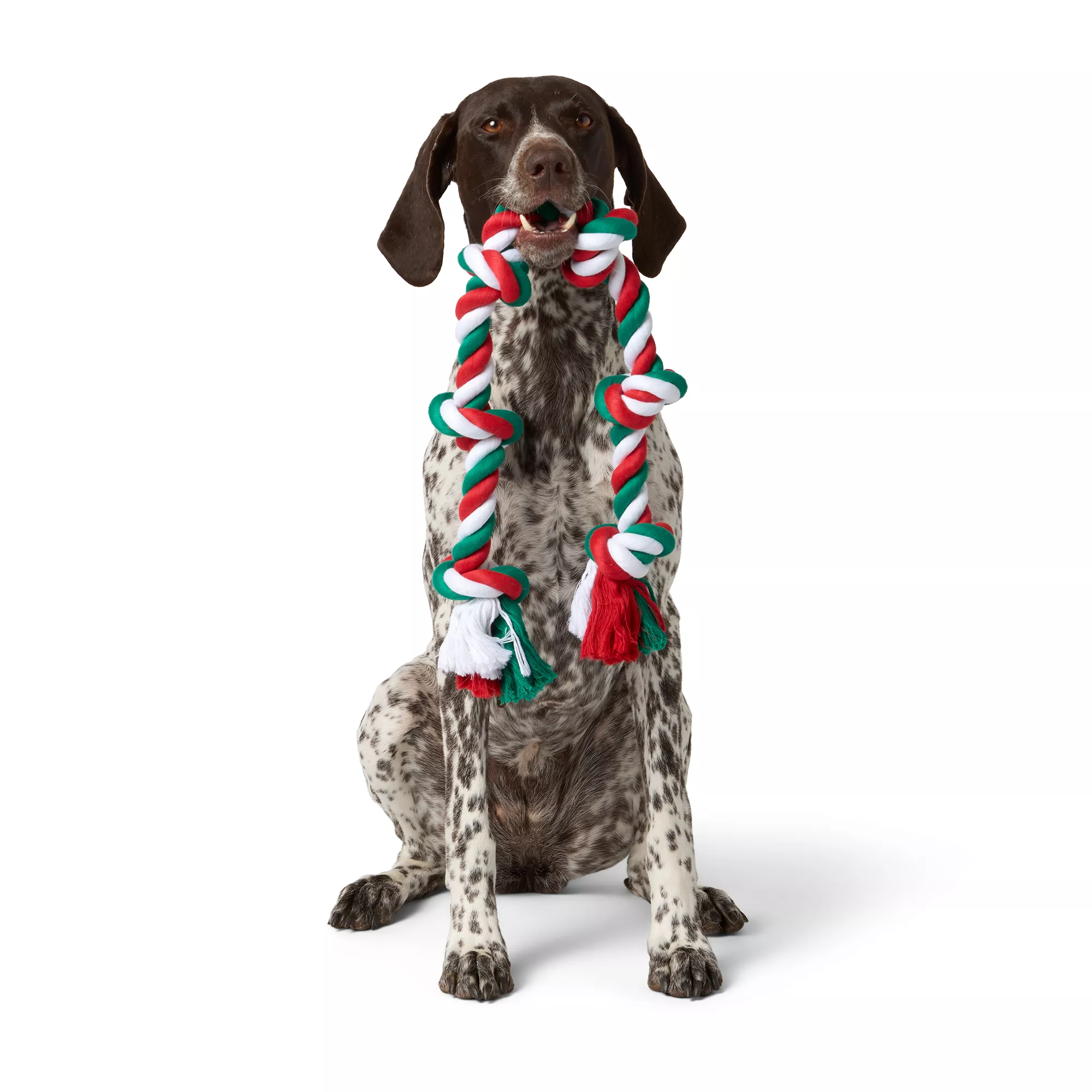 Merry & Bright&trade; Hedgehog 6-Knot Rope Dog Toy