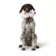 Product Merry & Bright Bear Vinyl Dog Toy