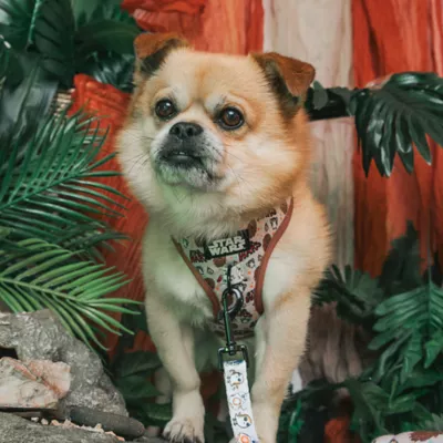 Product Sassy Woof Star Wars The Rebel Alliance Adjustable Dog Harness