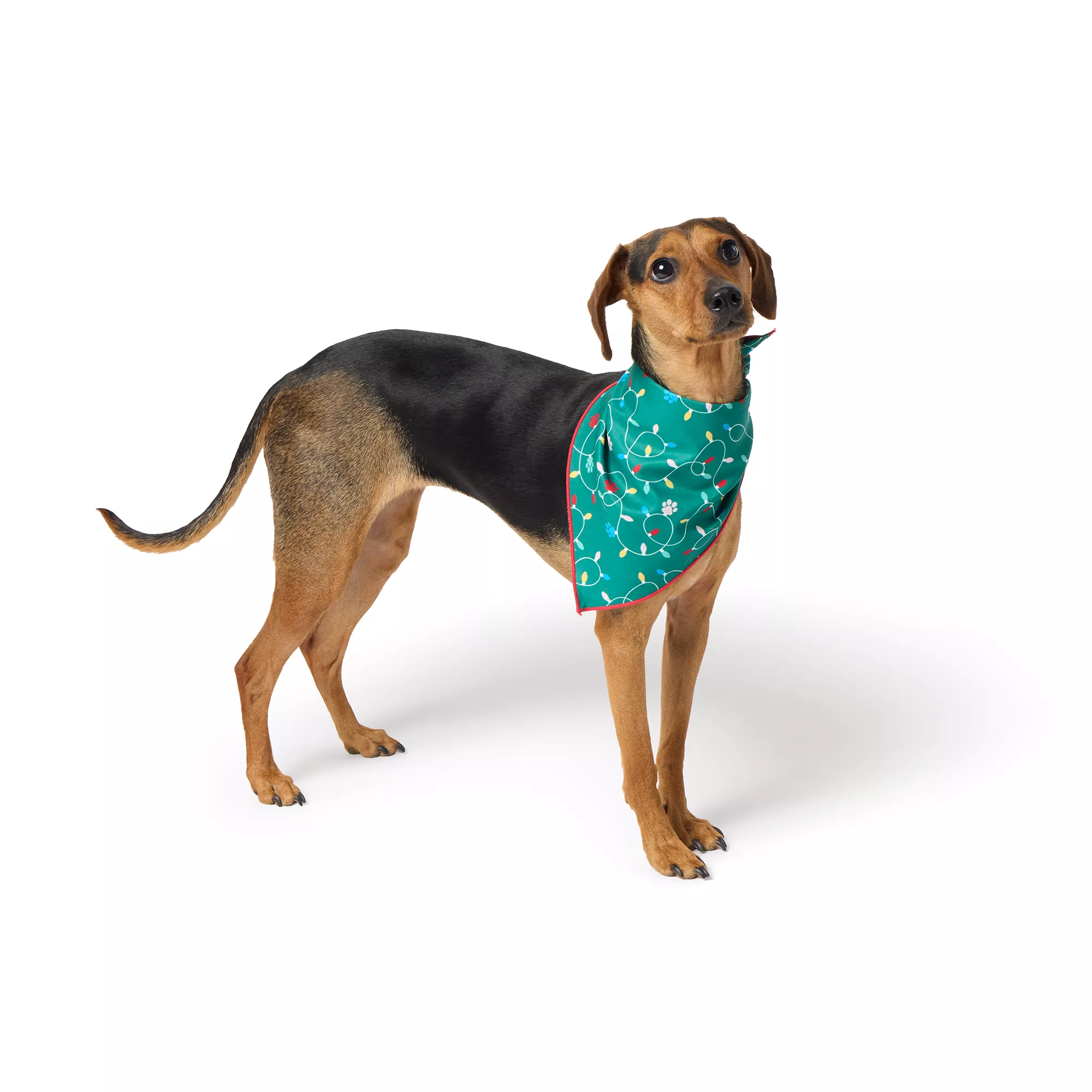 Merry & Bright Lights/Buffalo Dog Bandana