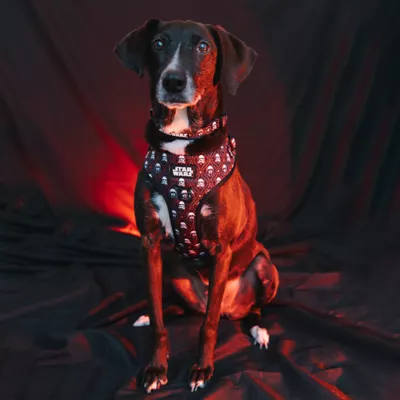 Product Sassy Woof Star Wars The Dark Side Adjustable Dog Harness
