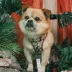 Sassy Woof Star Wars The Rebel Alliance Adjustable Dog Harness image thumbnail 4
