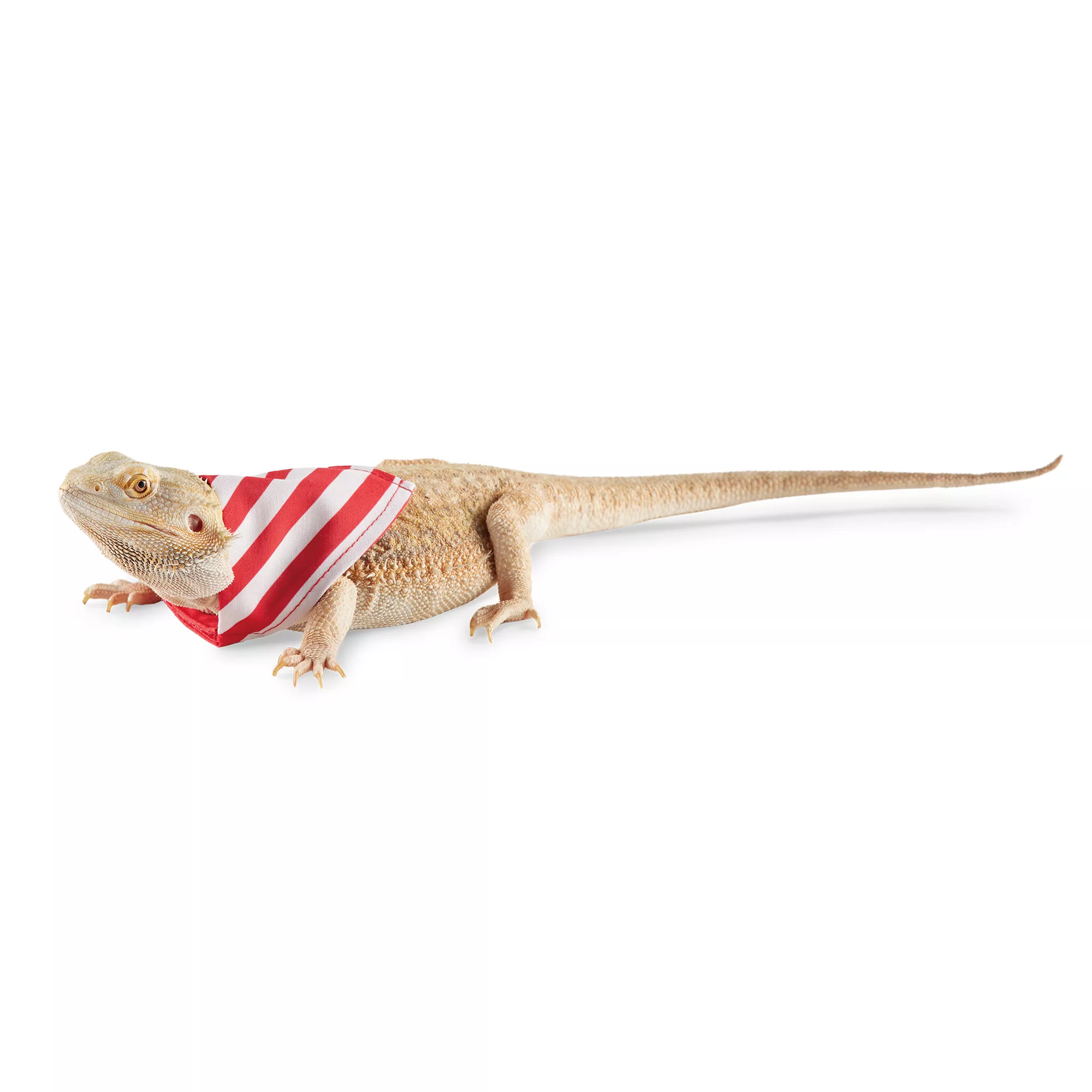 Merry & Bright Holiday 2-Pack Reptile Bandanas