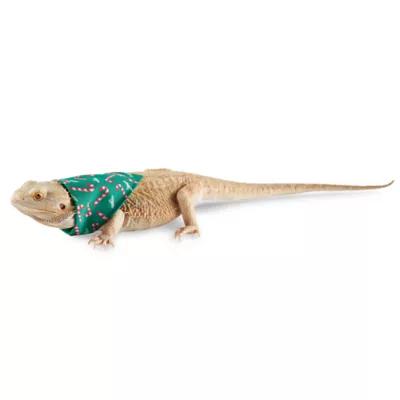 Product Merry & Bright Holiday 2-Pack Reptile Bandanas