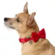 Product Merry & Bright Velvet Red Dog Collar