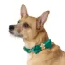 Merry & Bright™ Gingerbread Man Dog Collar image thumbnail 2