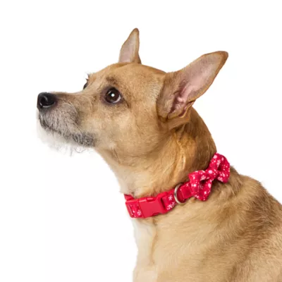 Petsmart holiday collars best sale