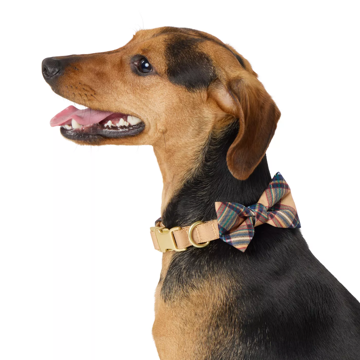 Merry Bright Khaki Dog Collar