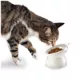 Product Nice Paws Titled and Elevated Cat Bowl - Recycled Plastic, White