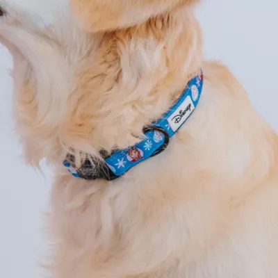 Product Sassy Woof Where Dogs Are Family Disney Frozen Princess Dog Collar