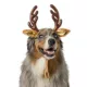 Product Merry & Bright Reindeer Holiday Headpiece, Dog & Cat