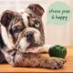 Product WOOF Calming Pupsicle Pops Refill