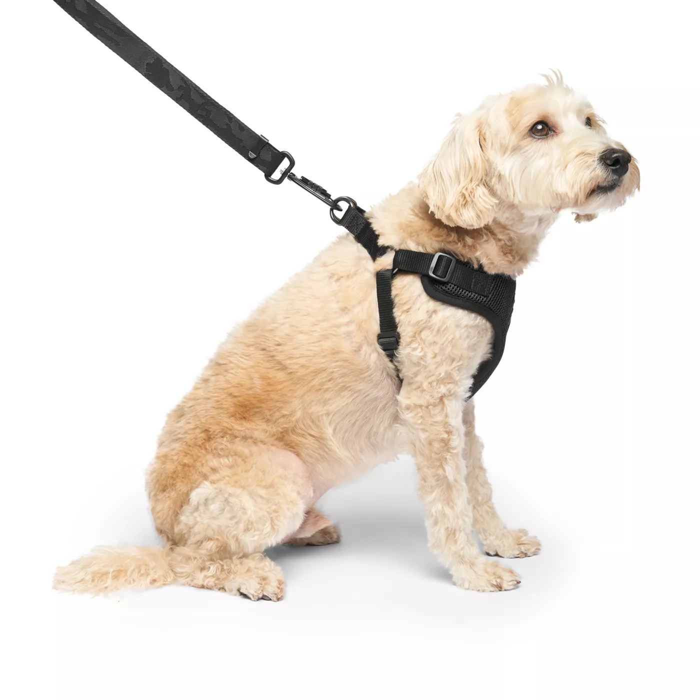 Canada pooch harness pets at home hotsell