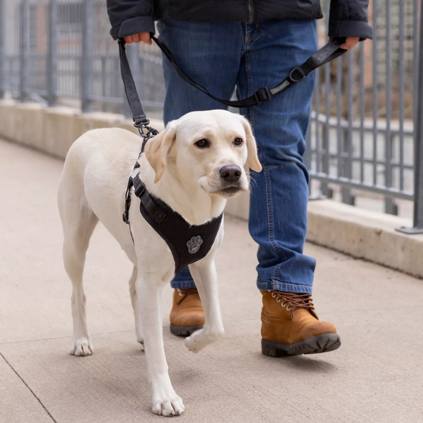 Dog walking harness petsmart hotsell