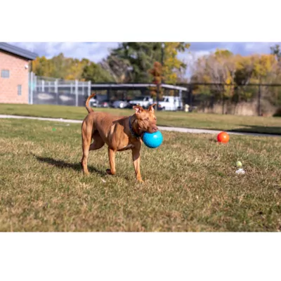 Jolly Baby Jolly Soccer Ball