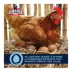 Kalmbach Feeds 17% All Natural Layer Crumble image thumbnail 5