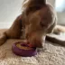 Freezbone Freezdoughnut Fillable Purple Dog Toy image thumbnail 2