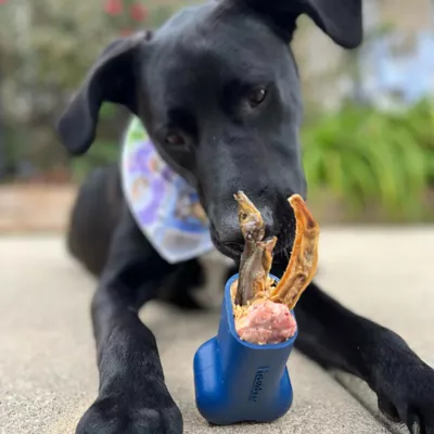 Product Freezbone Navy Refillable Dog Toy