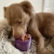 Product Freezbone Freezbox Purple Dog Toy