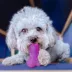 Freezbone Purple Refillable Dog Toy image thumbnail 2