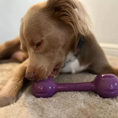 Product Freezbone Freezdouble Refillable Purple Dog Toy