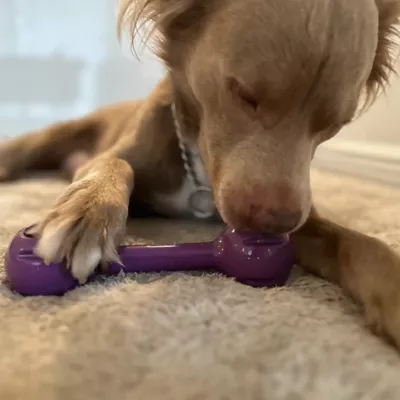 Product Freezbone Freezdouble Refillable Purple Dog Toy