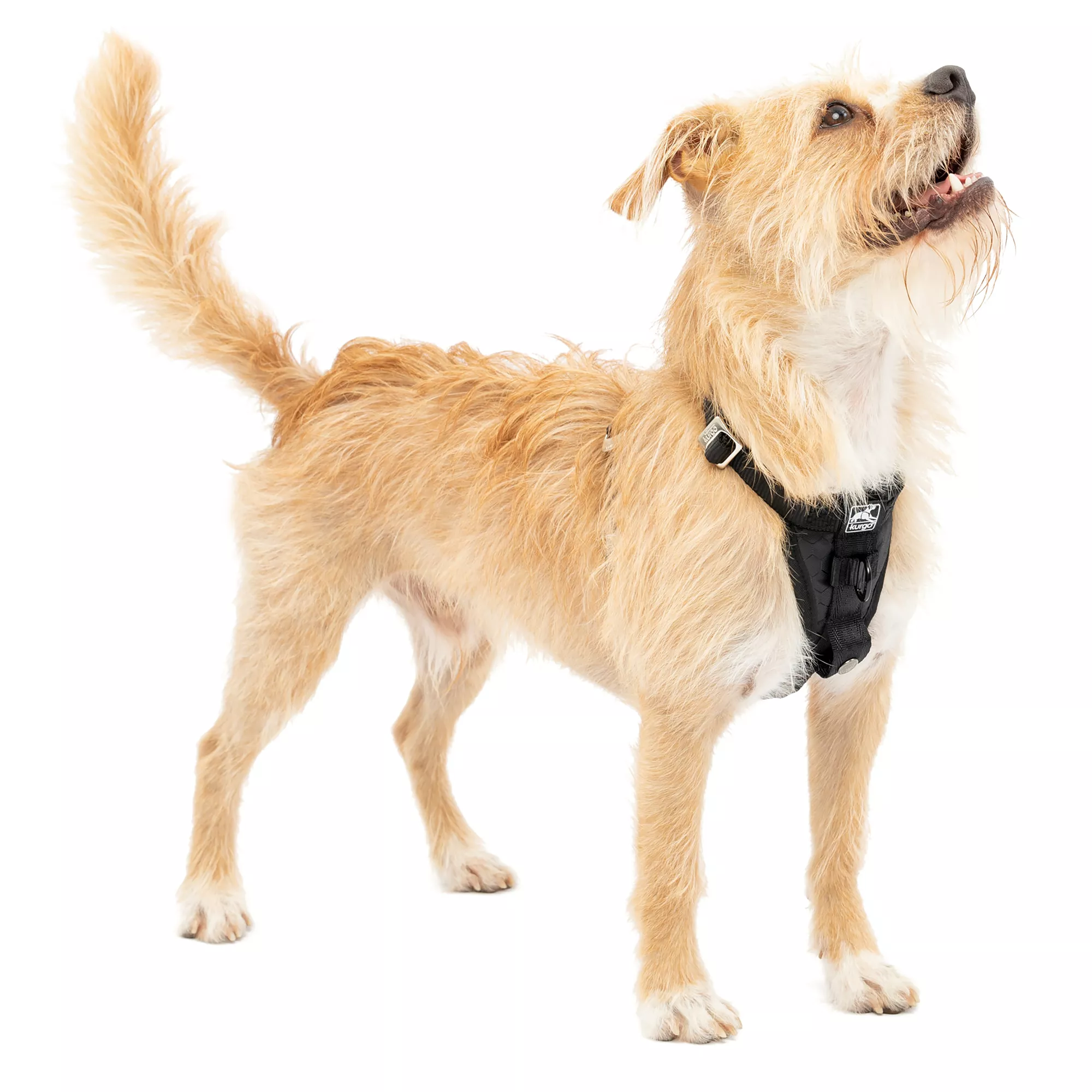 Kurgo Tru-Fit Smart Harness for Dogs