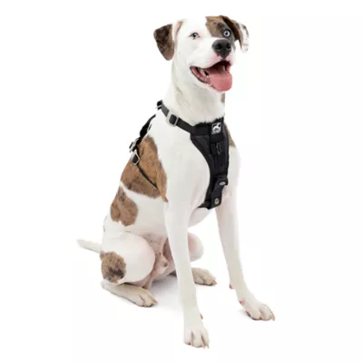 Petsmart seat belt harness best sale