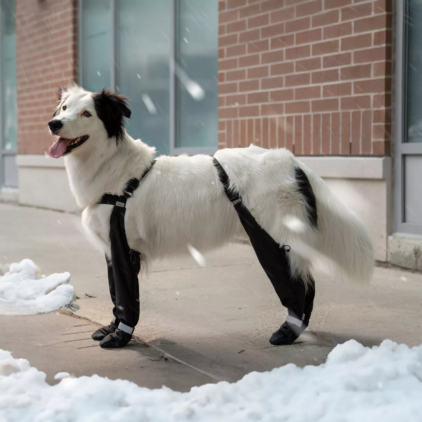 Canada Pooch Suspender Dog Boots Black