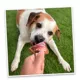 Product Tuffer Chewer Mini Refillable Kebab Toy