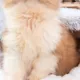 Product PetPals Calming Igloo Cat Bed