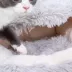 PetPals Calming Igloo Cat Bed image thumbnail 3