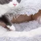 Product PetPals Calming Igloo Cat Bed
