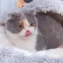 PetPals Calming Igloo Cat Bed image thumbnail 5