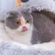 Product PetPals Calming Igloo Cat Bed