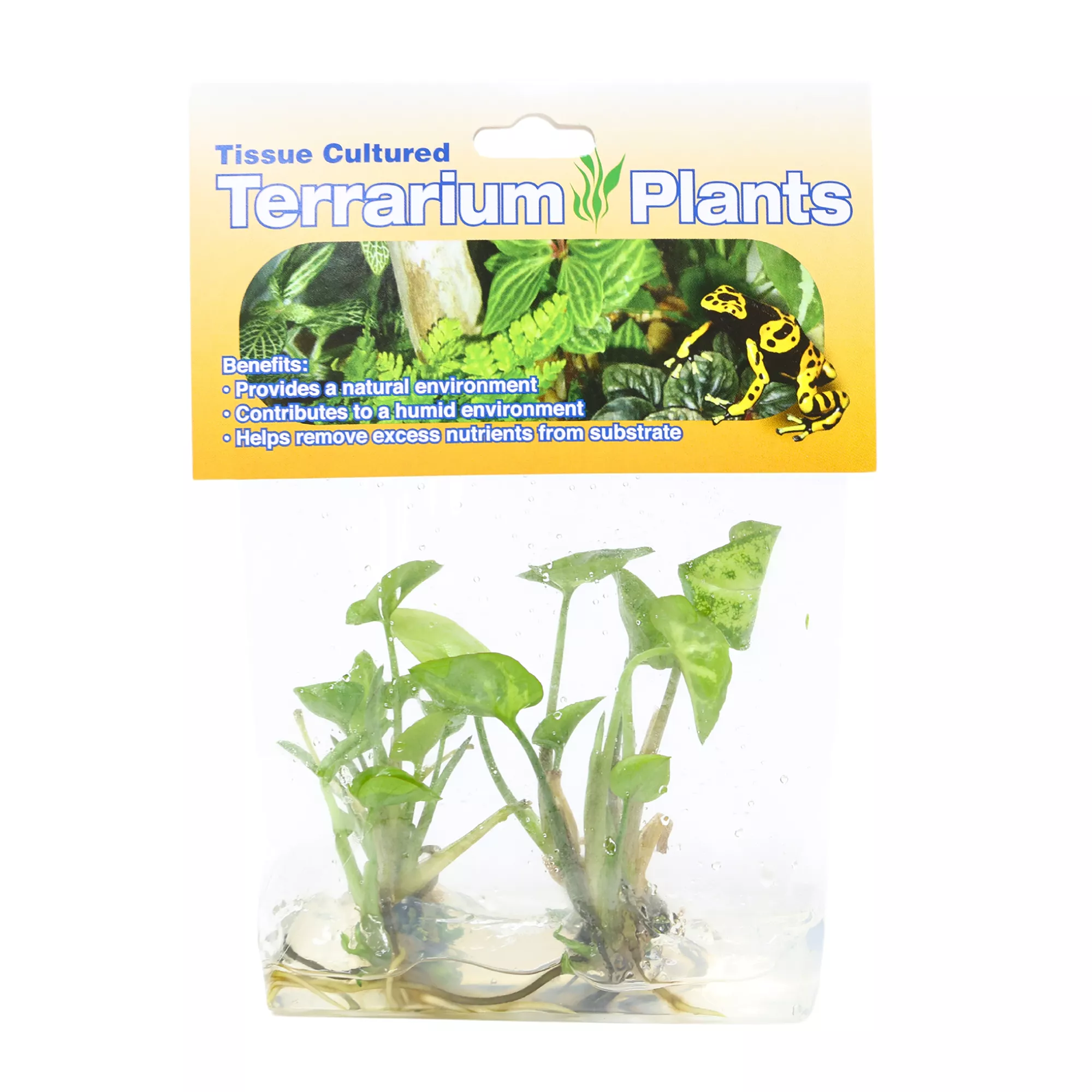 Tissue Cultured Terrarium Plants