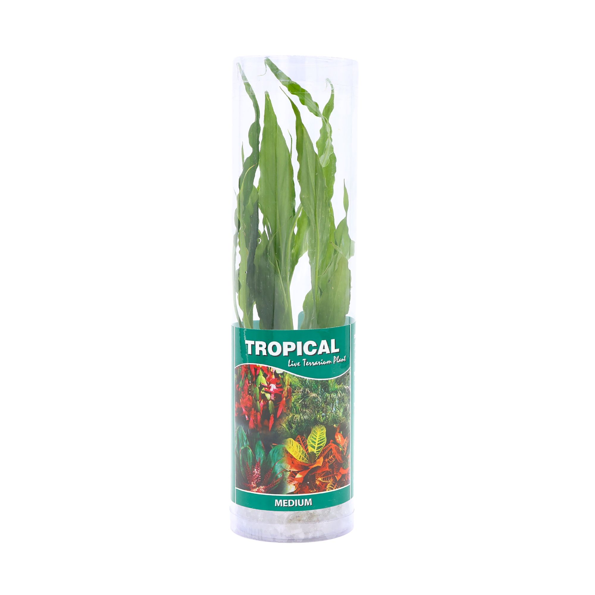 Petsmart freshwater plants best sale