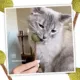 Product Meowijuana® Catnip and Silvervine Lollies