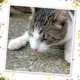 Product Meowijuana Sierra Sunshine