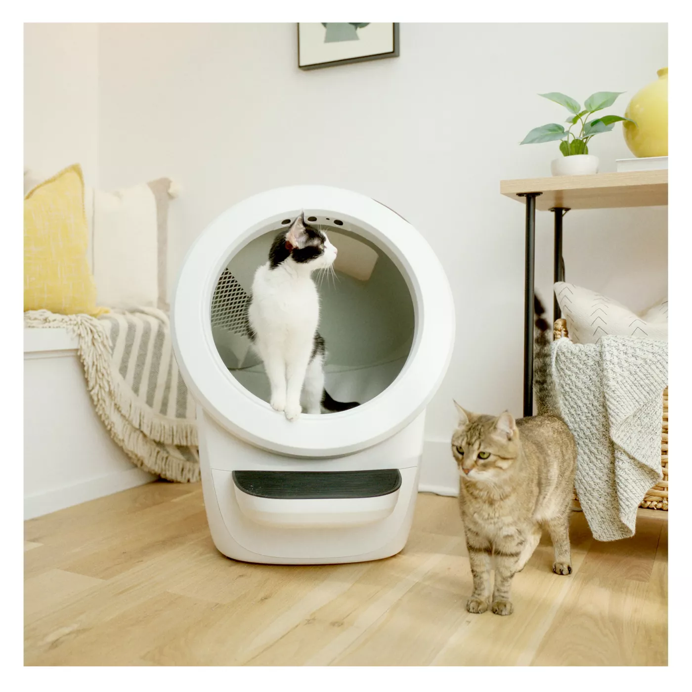 Automatic cat litter robot best sale