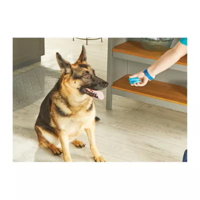 Product Brightkins Pooch School Training Set