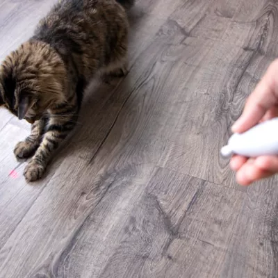 Petsmart laser pointer best sale