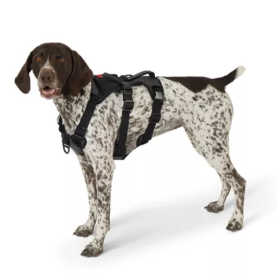 Product Kong® Safety Dog Harness