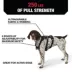 KONG® Safety Dog Harness, Adjustable, Durable, Multiple Sizes & Colors image thumbnail 3