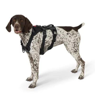 Product Kong® Safety Dog Harness