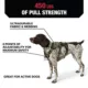Product Kong® Safety Dog Harness